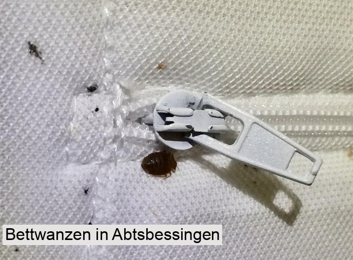 Bettwanzen in Abtsbessingen